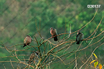 Picazuro Pigeon (Patagioenas picazuro)